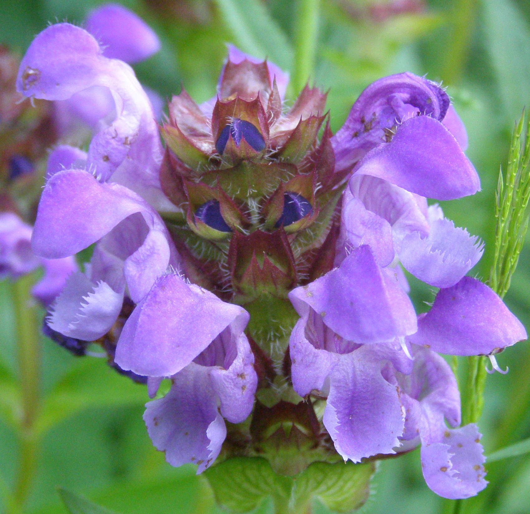 Prunella laciniata (Lamiaceae)